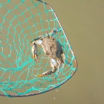 Kids Crabbing at the 2014 Family Reunion